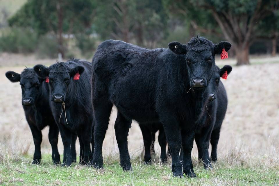 Абердин-ангусская корова – нежное и мраморное мясо