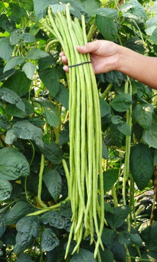 Что такое вигна овощная? нюансы выращивания сорта «графиня» в подмосковье и средней полосе россии