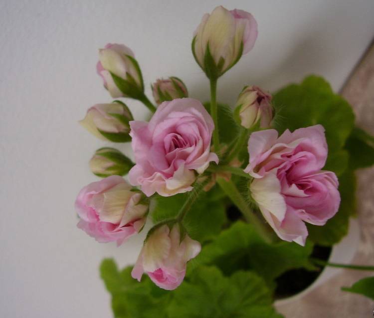 О пеларгонии millfield rose (милфилд роуз): описание и характеристики сорта
