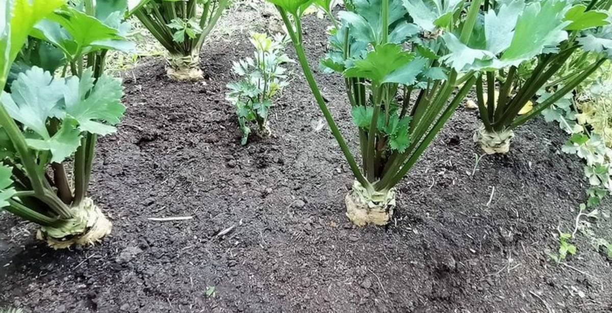 Сельдерей корневой: выращивание уход в открытом грунте, видео - ты-фермер
