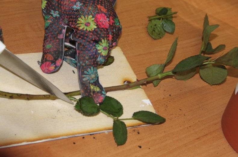 Розы из букета: как укоренить розу из букета