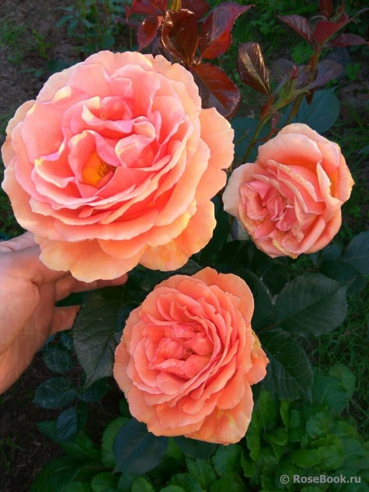 Чайно-гибридные розы ашрам: описание, фото, цветение, размножение и уход
