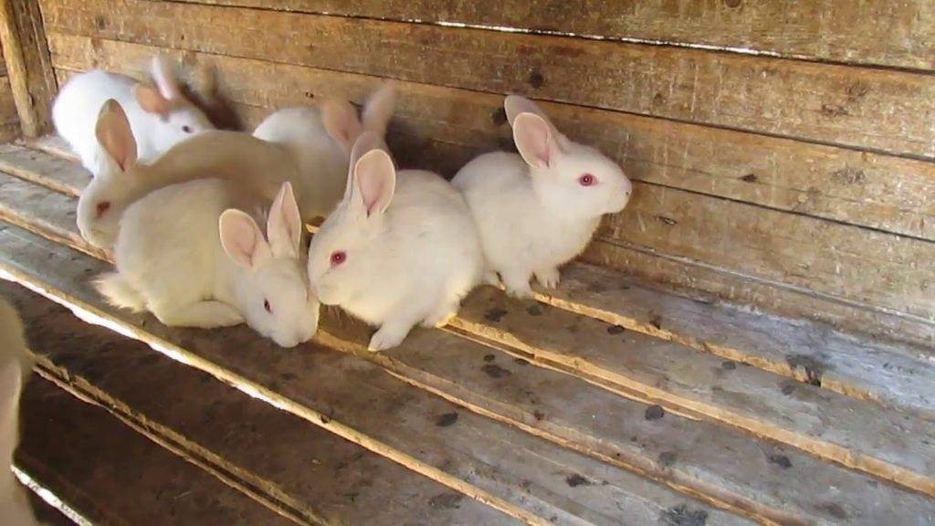 Когда отсаживать крольчат от крольчихи: в каком возрасте, чем кормить