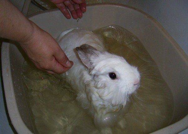 Можно ли купать декоративного кролика: как купать, чем можно мыть