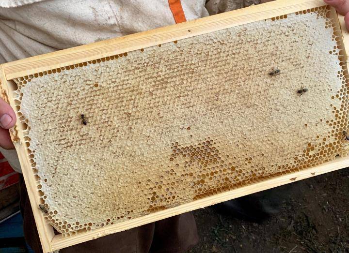 Сколько всего меда производит одна пчела за свою жизнь? | начинающему пчеловоду