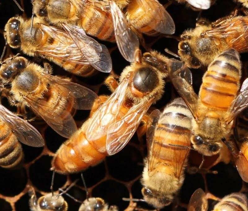 О пчелах Бакфаст: порода пчел их недостаток, характеристика пчеломатки