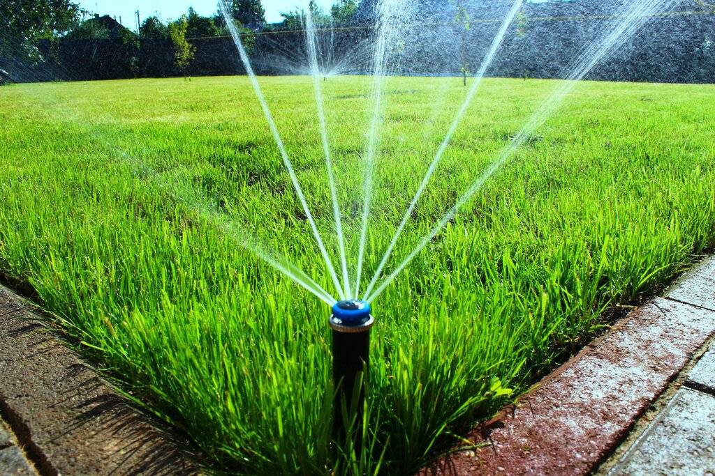 Как правильно и сколько поливать газон