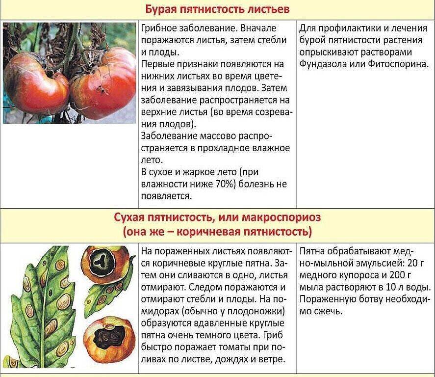 Болезни и вредители томатов: описание с фотографиями и способы лечения, как вырастить