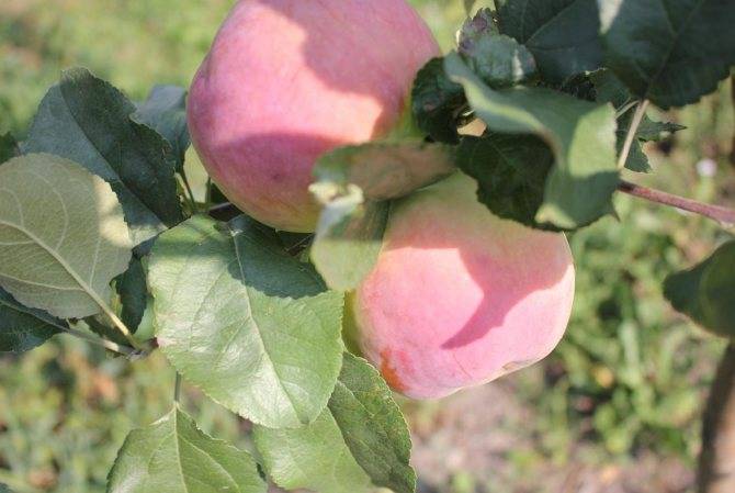 Яблоня персиянка: описание сорта и фото, особенности выращивания и характеристики, подверженность заболеваниям