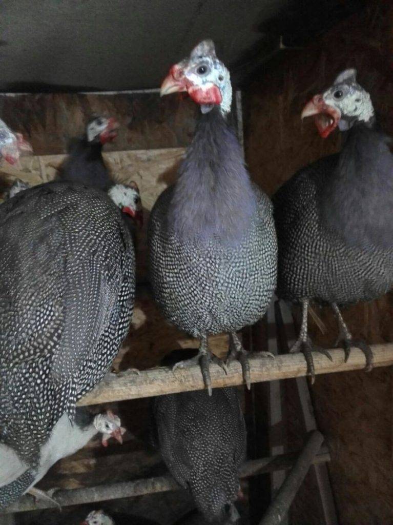 Цесарки: как отличить самку от самца у цыплят и взрослых птиц