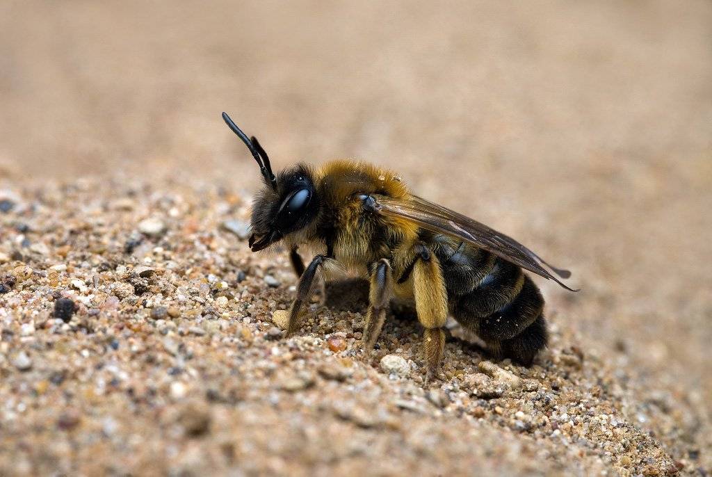 Земляные пчелы: виды, как забрать мед, укус, нужно ли от них избавляться? | пчелы | пчеловод.ком