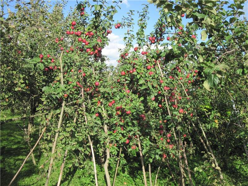 О яблоне Алеся: описание и характеристики сорта, уход и выращивание