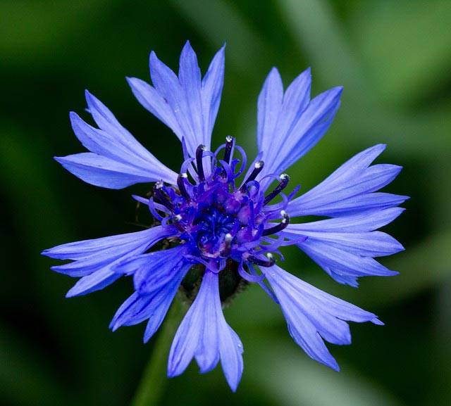 Лечебные свойства цветков василька синего, описание и применение в народной медицине