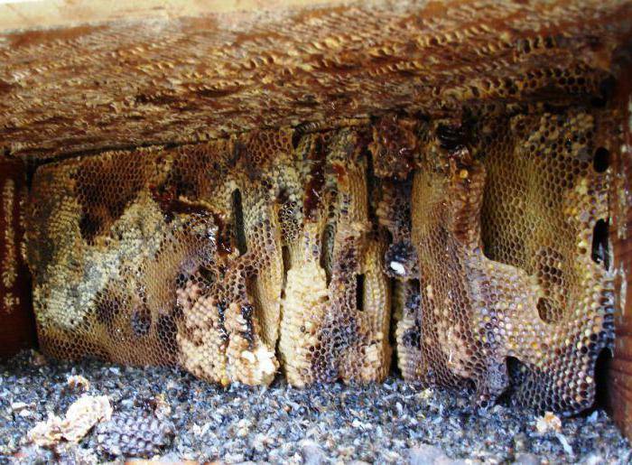 Принципы работы с медогонкой: особенности конструкции и процедура откачки | пчеловодство | пчеловод.ком