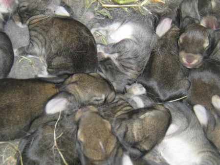 Как выкормить крольчат без крольчихи: ? можно ли выкормить новорожденных или двухнедельных кролей?