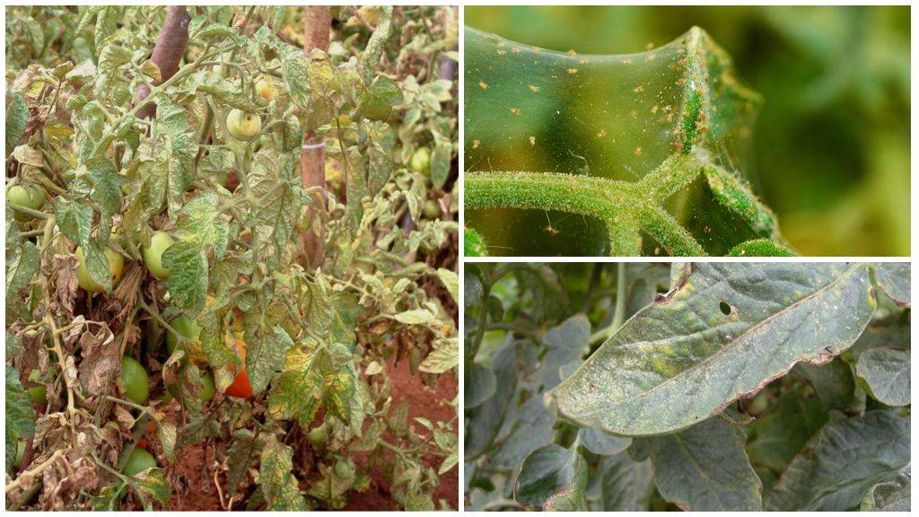 Паутинный клещ на томатах: как бороться и чем опрыскать