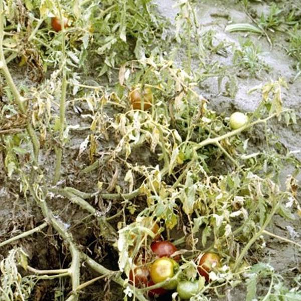 Фузариозное увядание томатов: способы лечения