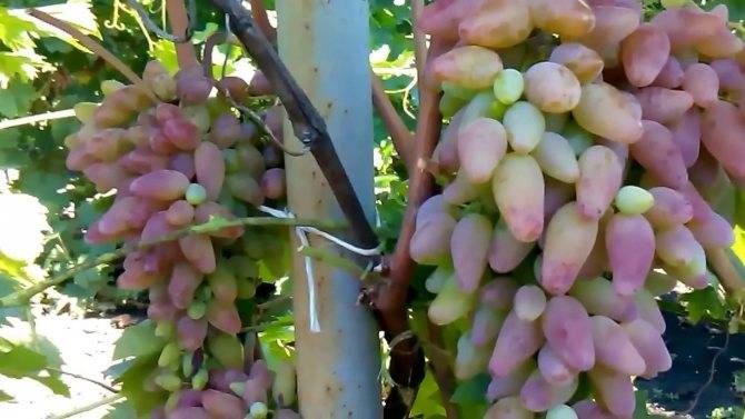 Описание и характеристики сорта винограда «оригинал»
