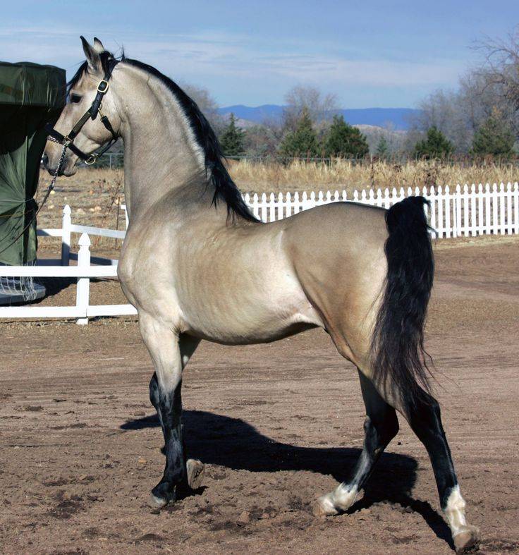 Самые красивые лошади в мире - 60 фото