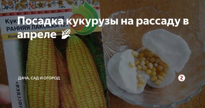 Как вырастить кукурузу: все от посева кукурузы на рассаду до сбора урожая на supersadovnik.ru