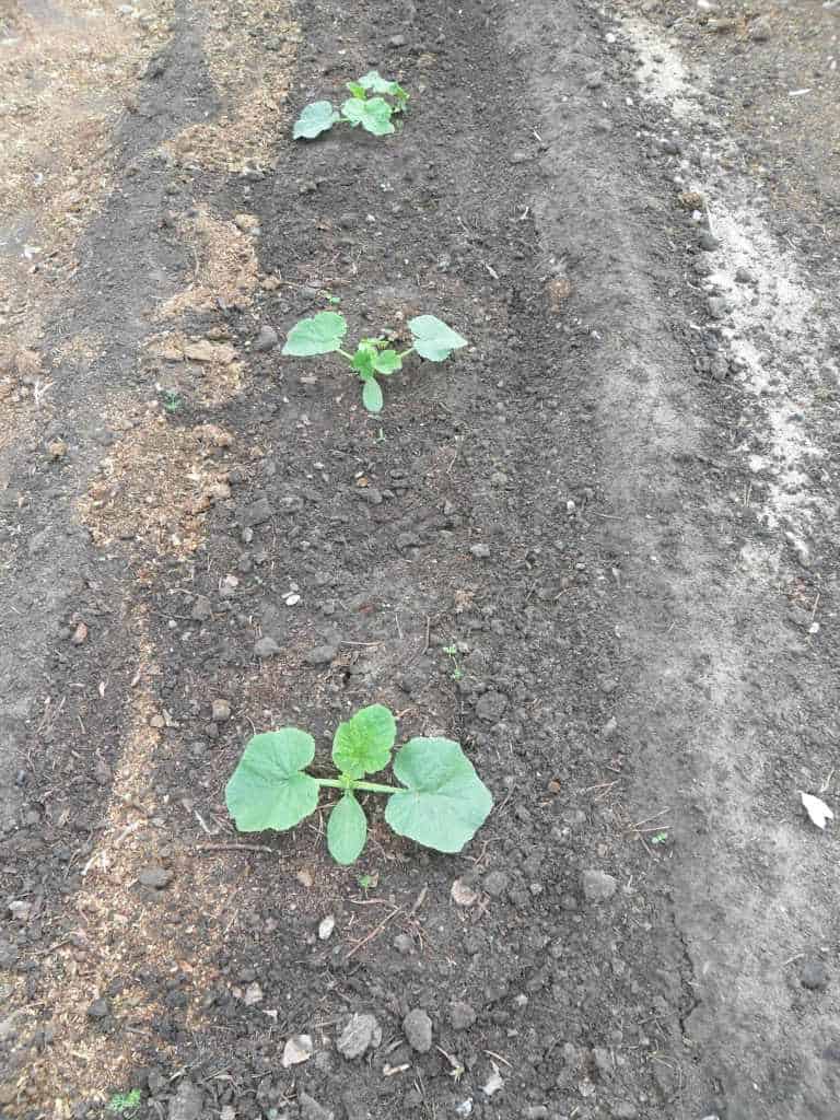 Благоприятные дни для посева кабачков в открытый грунт в 2021 году: сроки