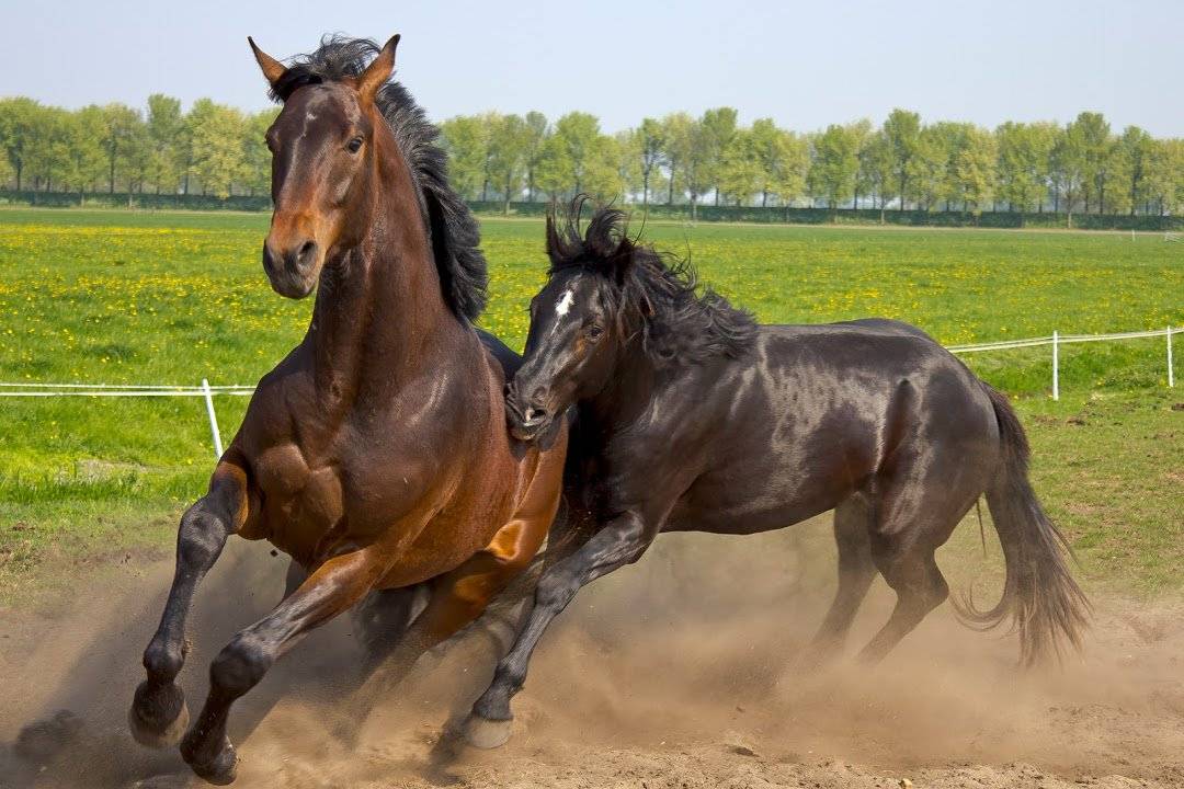 Самые знаменитые лошади в мире (фото), топ-10 самых знаменитых известных лошадей в истории человечества планеты земля