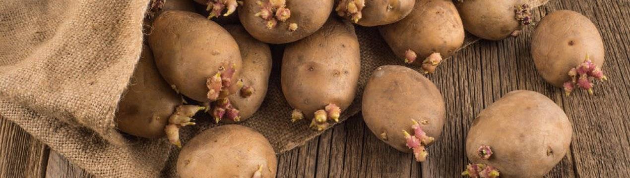 Яровизация картофеля перед посадкой в домашних. Яровизация картофеля. Подготовка клубней картофеля к посадке. Картофель с длинными ростками.