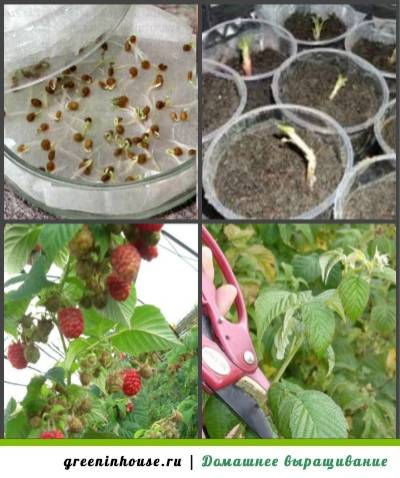 Выращивание малины из семян в домашних условиях. можно ли вырастить малину из семян? | зелёный сад