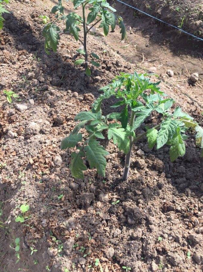 Удобрения для помидоров в открытом грунте: чем подкормить после высадки