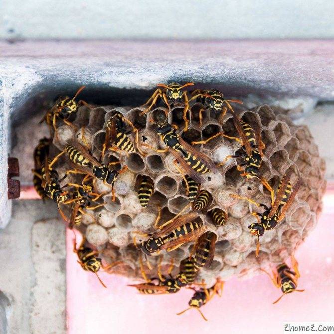 Выводим ос, шмелей и шершней из под крыши дома - советы по избавлению от опасных насекомых