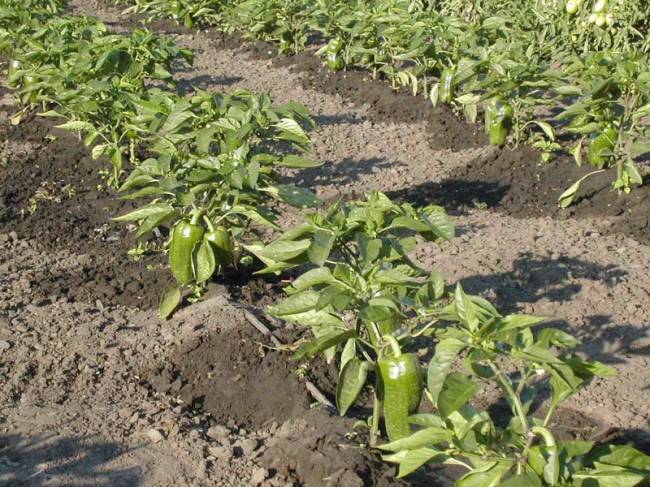Рекомендации по поливу перца в теплице: чем и как часто поливать растения для богатого урожая