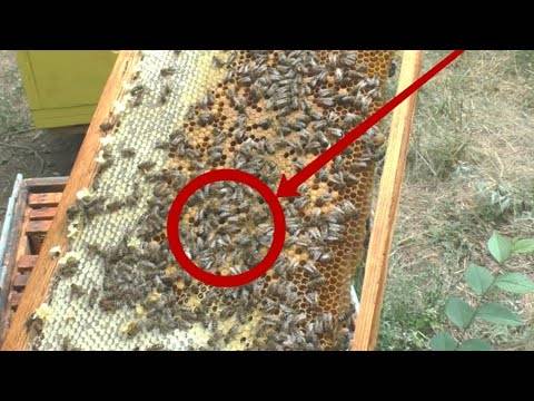 Воровство пчел: что делать при пчелином нападе, защита от воровок, видео | пчеловодство | пчеловод.ком
