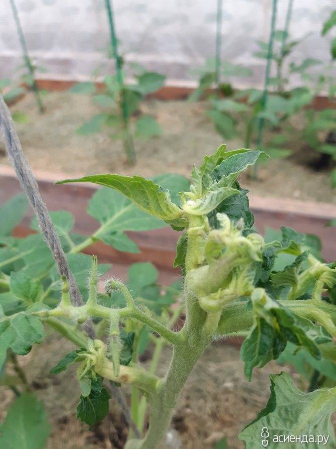 Почему у помидоров скручиваются листья: причины и что делать, как помочь растениям