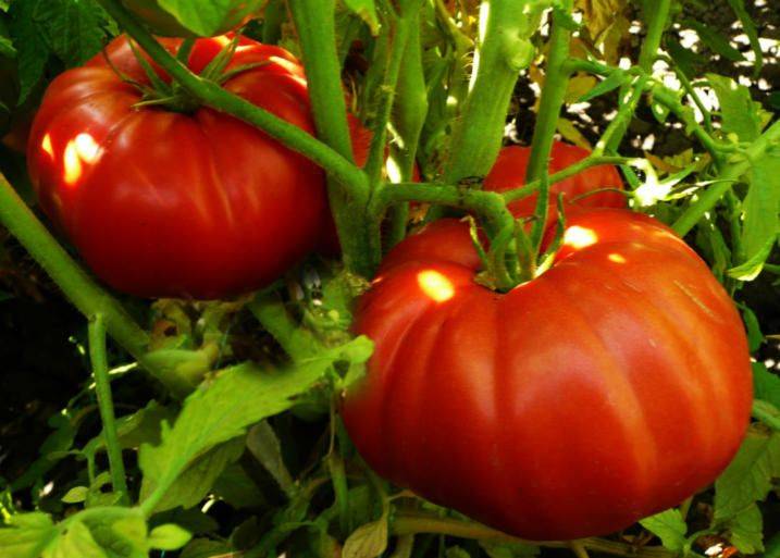 Томат чудо рынка: характеристика и описание сорта, урожайность с фото