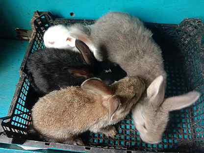 Как крольчиха кормит крольчат: сколько раз в сутки, сколько дней: советы опытных кролиководов. когда можно отсаживать? сколько крольчат способна вскормить крольчиха. как вообще определить сыты ли крол