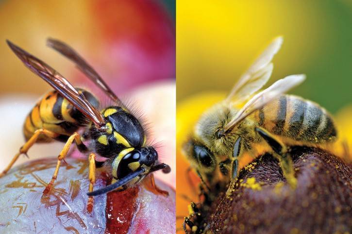 Кто оставляет жало пчела или оса, и как его вытащить