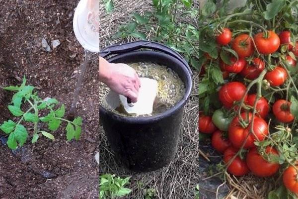 Как и чем подкормить помидоры во время плодоношения в теплице: лучшие составы для удобрения томатов и подкормки помидоров в этот период