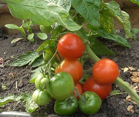 Низкорослые томаты для открытого грунта и теплицы
