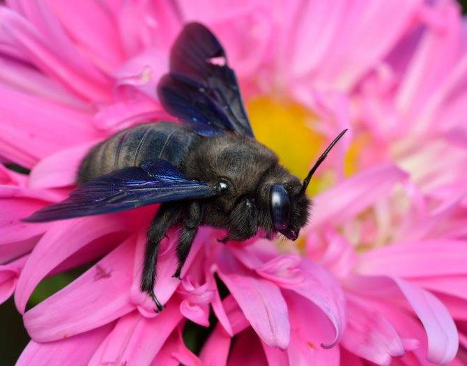 Большая черная пчела плотник - фото и описание