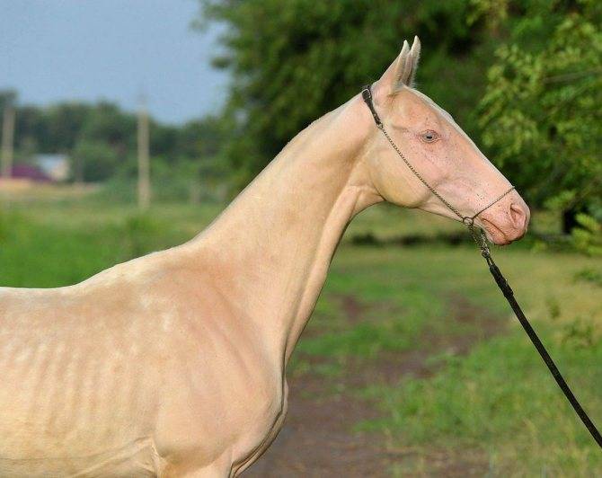 Соловая масть лошади: фото и характеристика