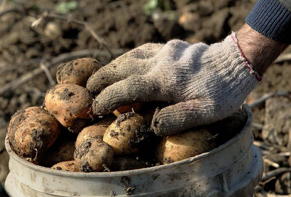 Пойдем копать картошку? как легко и без потерь собрать выращенный урожай картофеля