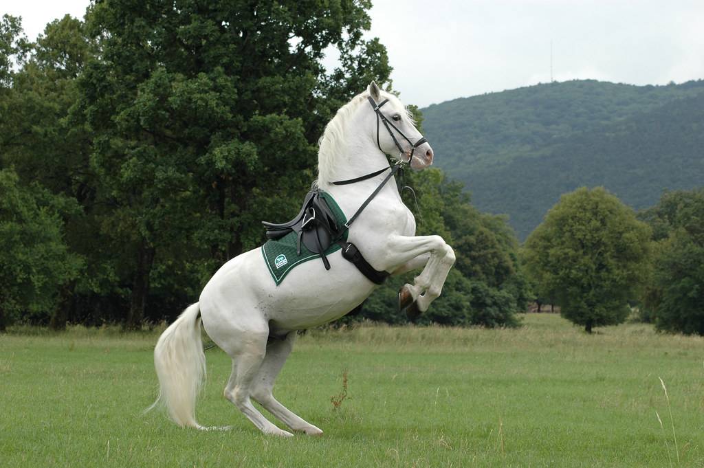 Андалузская порода лошадей: описание и характеристика