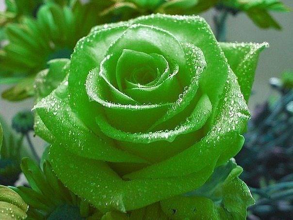 Бывают ли зеленый розы: чайно-гибридные сорта с названиями, описание