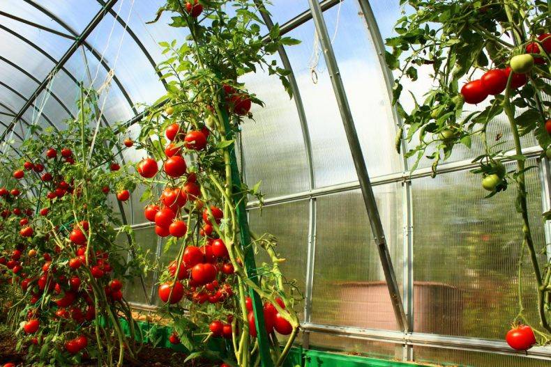 Формирование томатов в теплице: основные правила и важные нюансы - теплицы и парники своими руками