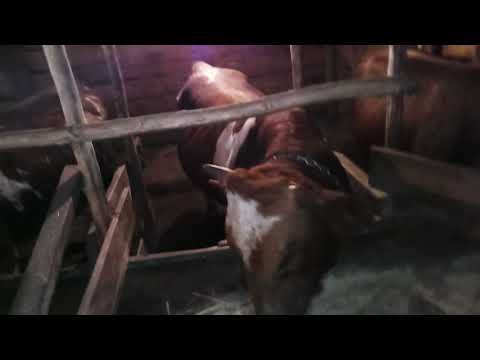 Вирусная диарея крупного рогатого скота