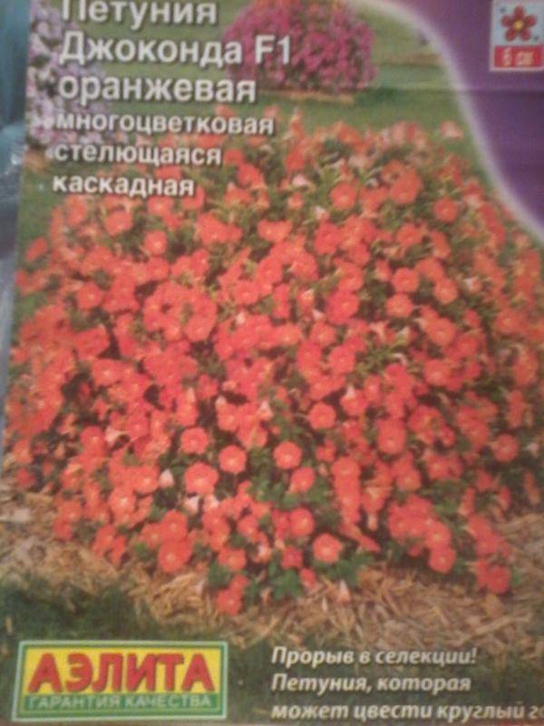 Фото разных оттенков и видов петунии джоконда: отзывы о цветке