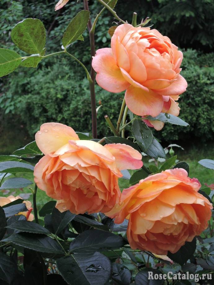 Английская роза lady of shalott (леди оф шалотт): фото и описание сорта