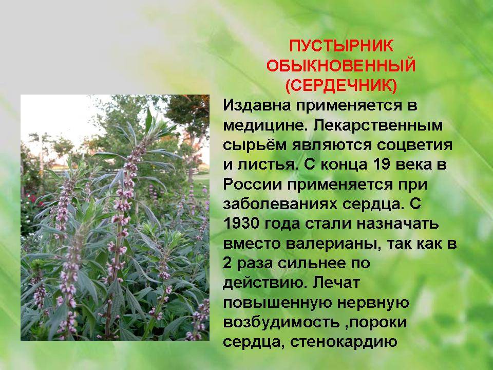 Пустырник: сорная трава или растение с целительными свойствами