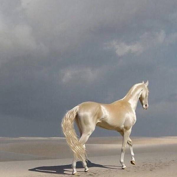 Невероятно редкая и красивая изабелловая масть лошадей-аристократов