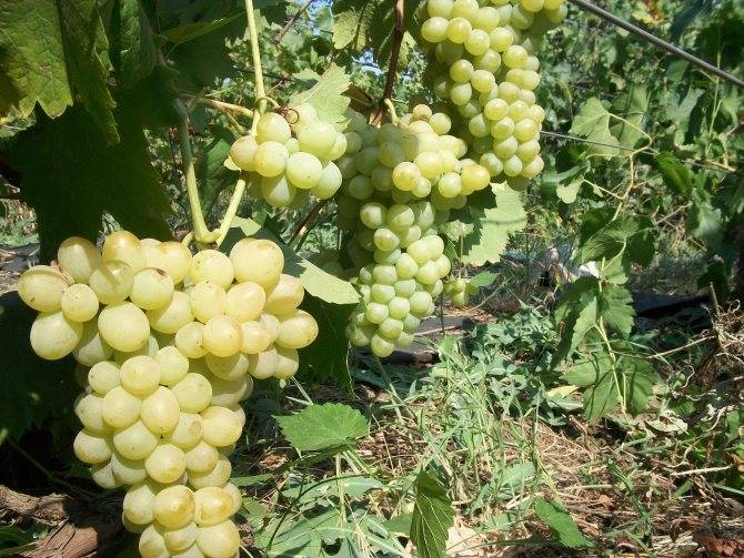 Виноград цитронный магарача описание сорта, выращивание и отзывы